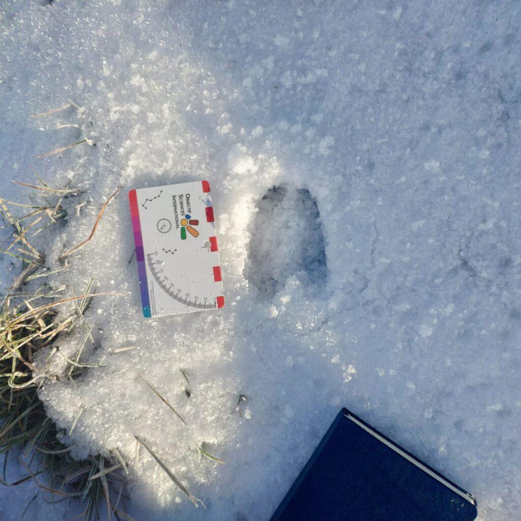 Pistage de traces d'animaux